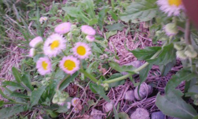 hana06_11.jpg