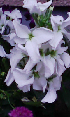 090428_白花5.jpg